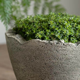 Photo of Campania Broken Egg Planter Mini - Marquis Gardens